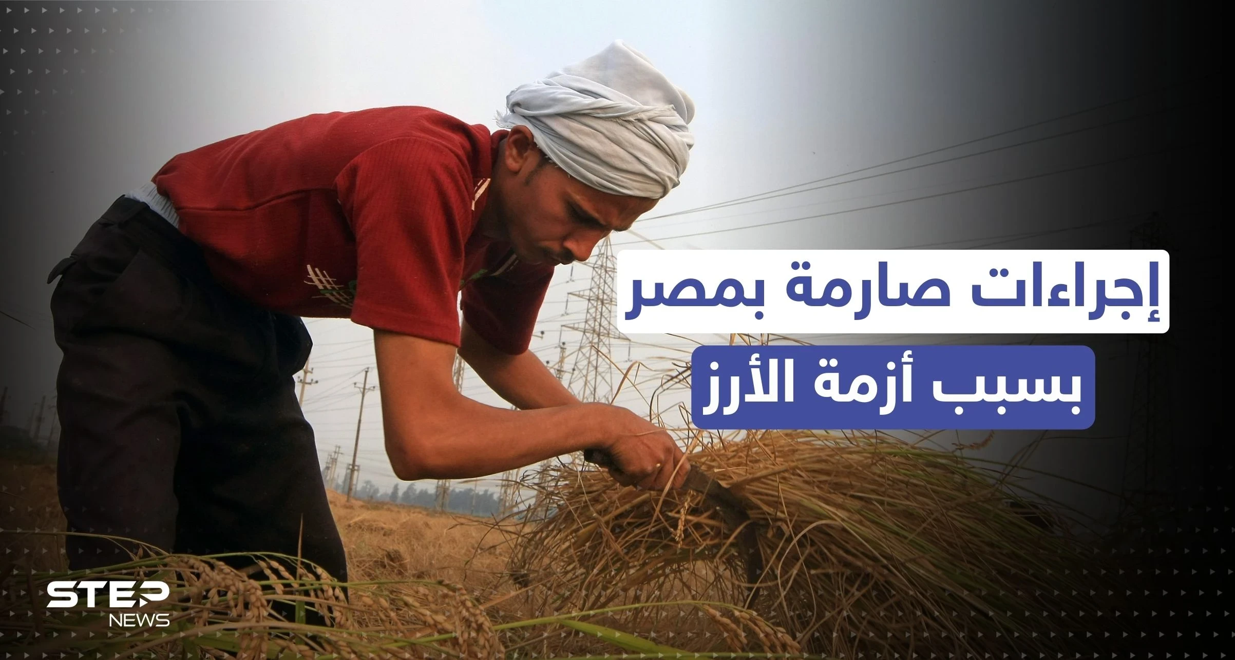 مصر.. إجراءات صارمة من وزارة التموين بسبب أزمة الأرز