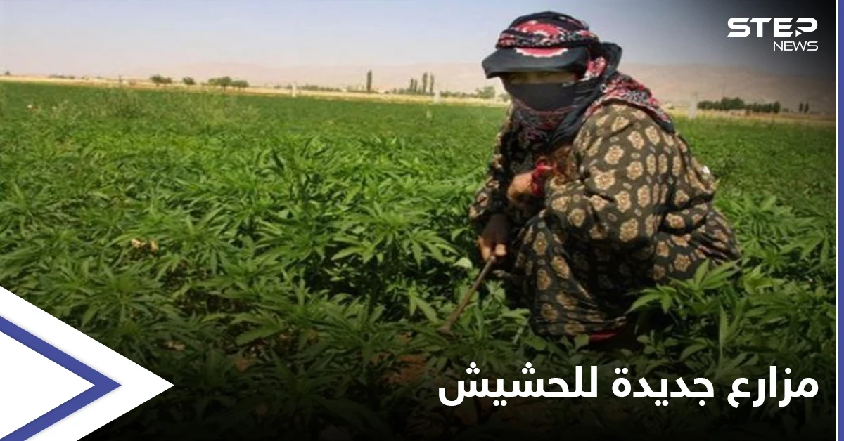 على أطراف البوكمال.. حزب الله اللبناني ينتظر موعد "حصاد الحشيش" في دير الزور