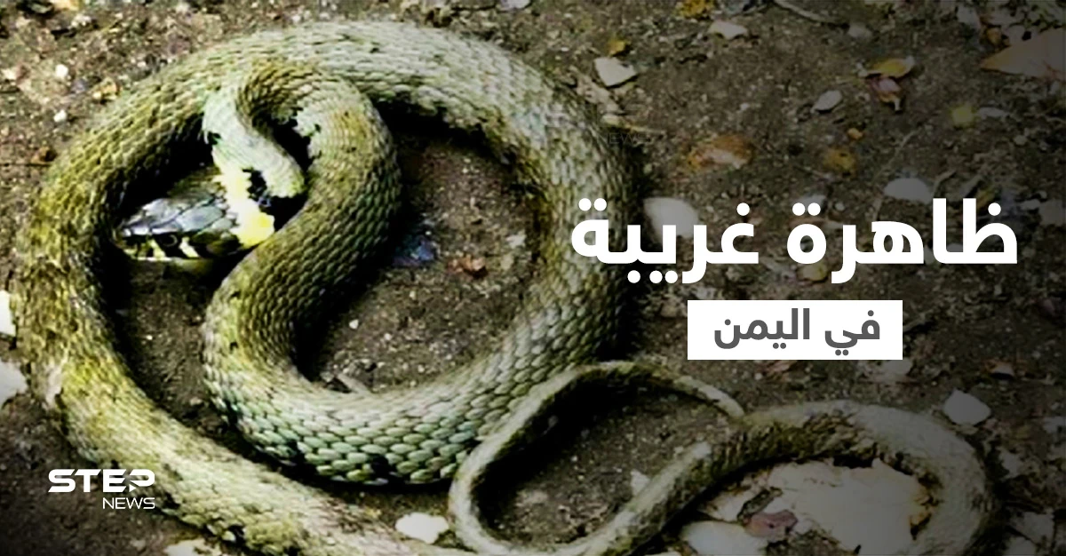 بالفيديو|| ظاهرة مرعبة باليمن.. أمطار غزيرة مصحوبة بثعابين في محافظة تعز ومغردون يوضحون