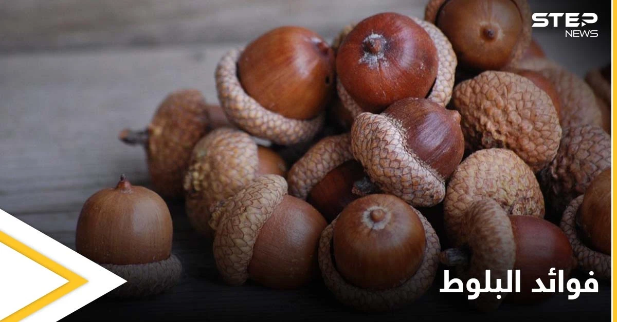 منها إمداد الجسم بالطاقة.. تعرف على أهم فوائد البلوط