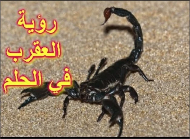تفسير حلم العقرب في المنام يحمل لك رسالة مهمة ... تعرف عليها