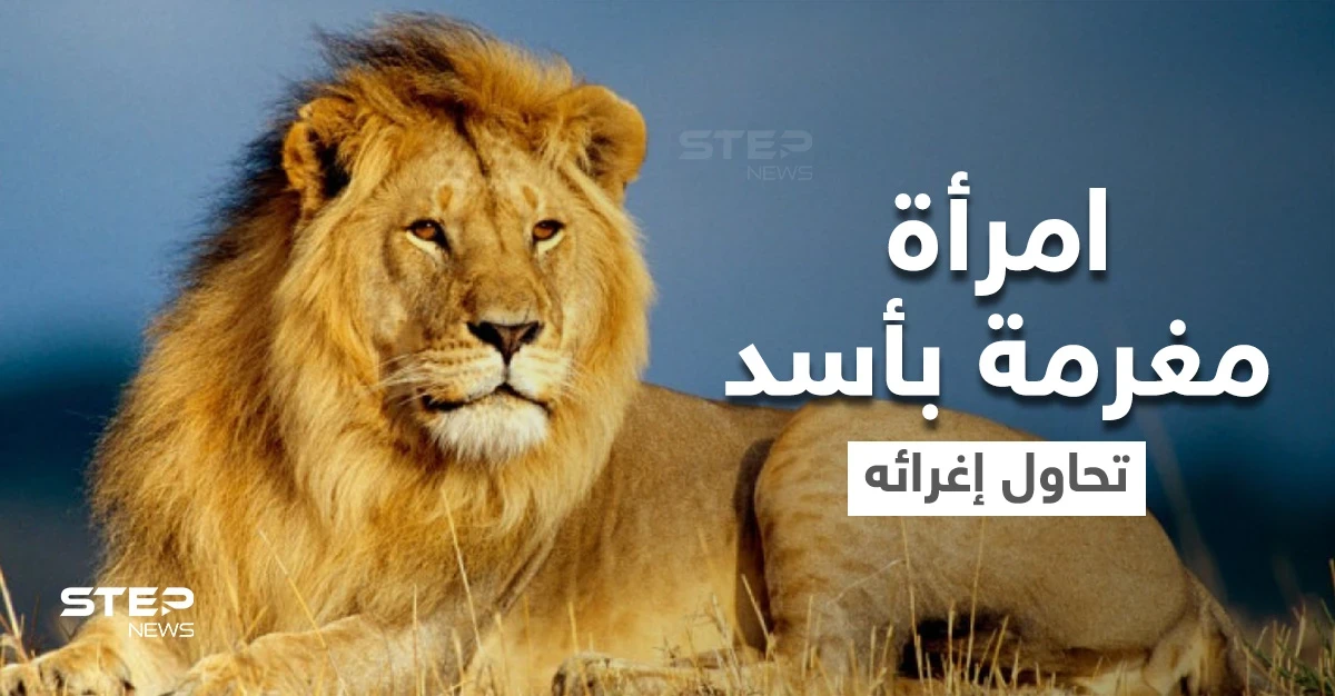 بالفيديو|| امرأة مغرمة بأسد تخترق حاجز الحديقة وتتمايل أمامه بفستان أحمر وباقة من الورد وتغريه بأموالها