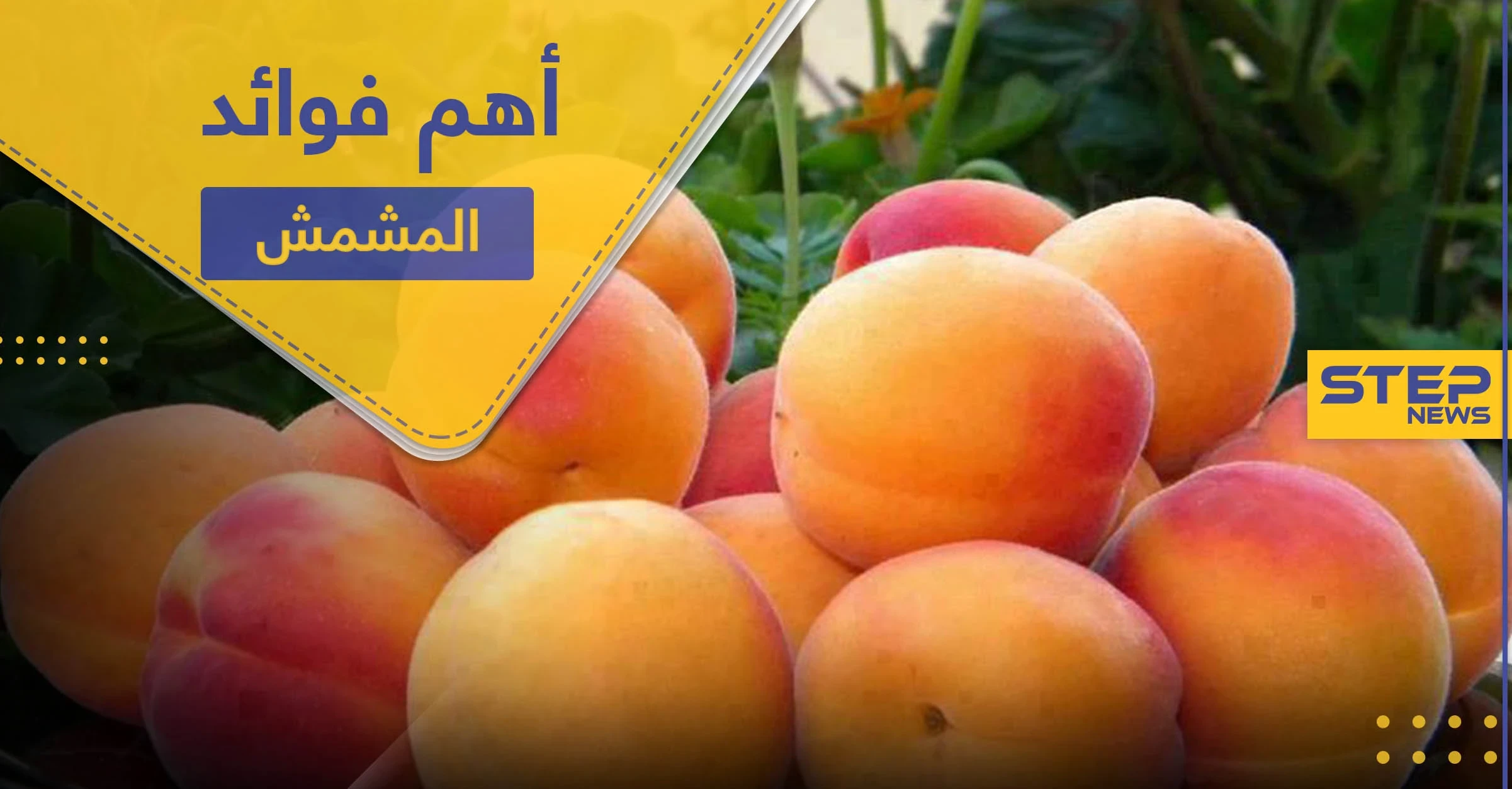 فوائد المشمش قبل النوم منها تقوية المناعة.. إليك 10 فوائد للمشمش