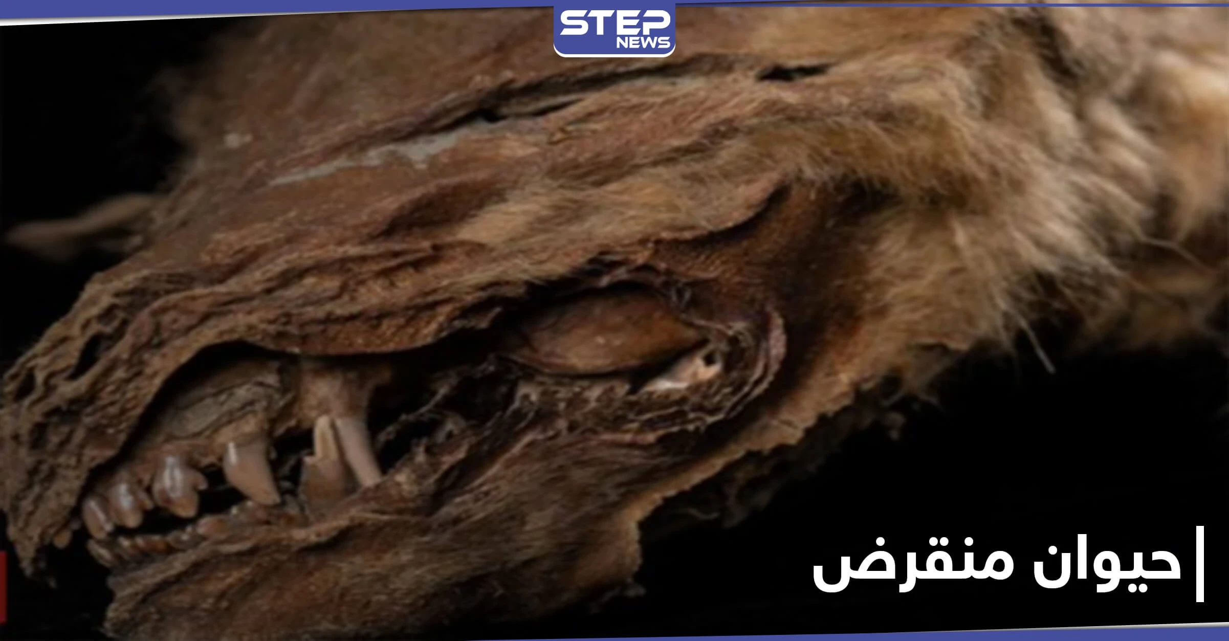 بالصور|| علماء يكتشفون حيوان عاش قبل 57 ألف عام.. "زيهور" ذو الملامح المخيفة