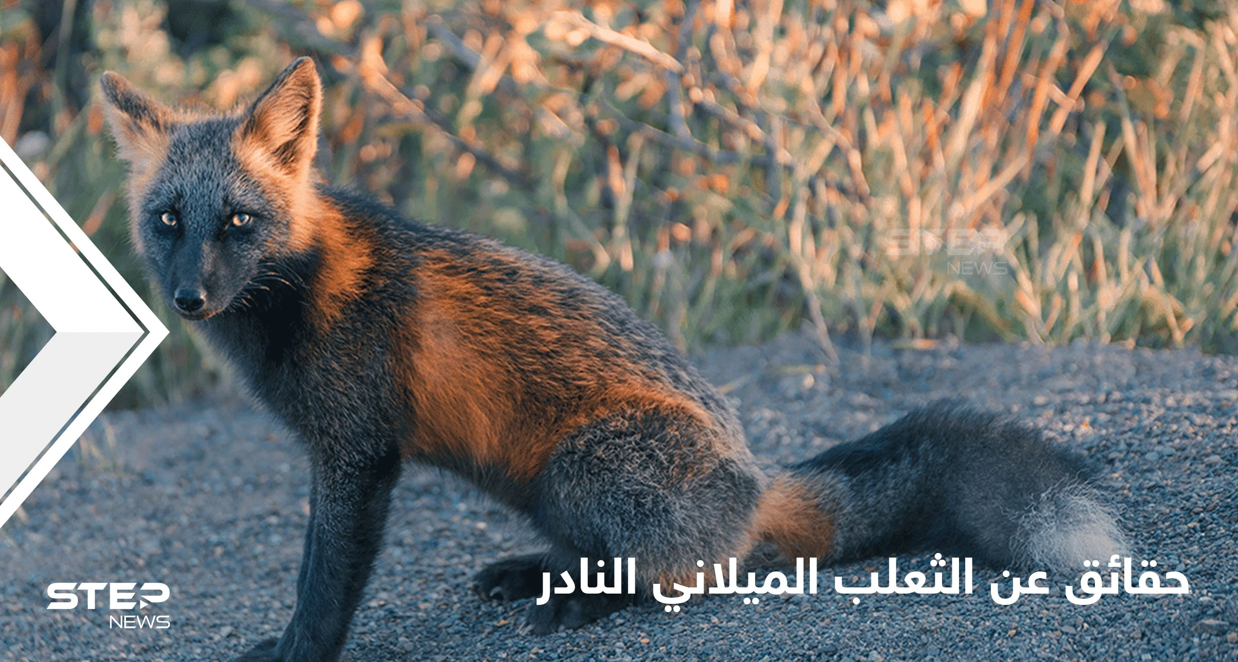 شاهد|| حقائق مدهشة عن الثعلب الميلاني النادر أغرب أنواع الثعالب في العالم