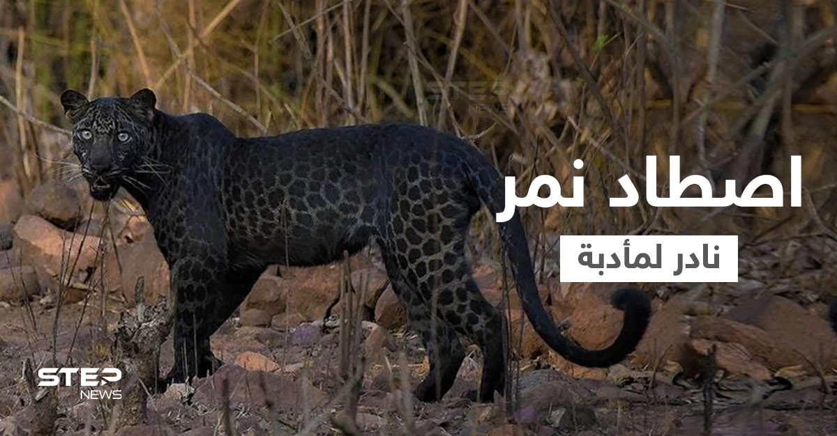 إصدار الحكم النهائي في قضية الملياردير الذي اصطاد نمر أسود من فصيلة نادرة لصنع مأدبة غداء لأصدقائه