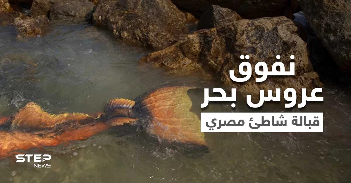 شاهد|| العثور على عروس بحر حقيقية ميتة قبالة إحدى الشواطئ المصرية.. يبلغ طولها 3 أمتار