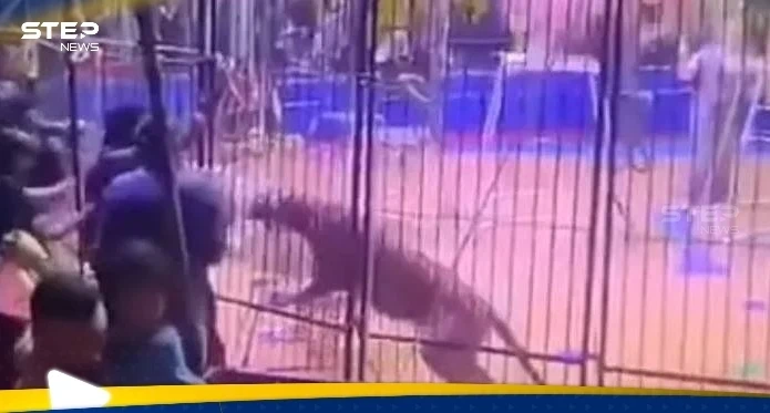 بالفيديو|| لحظات مرعبة في سيرك بمصر.. نمر يهاجم عاملا وينهش ذراعه