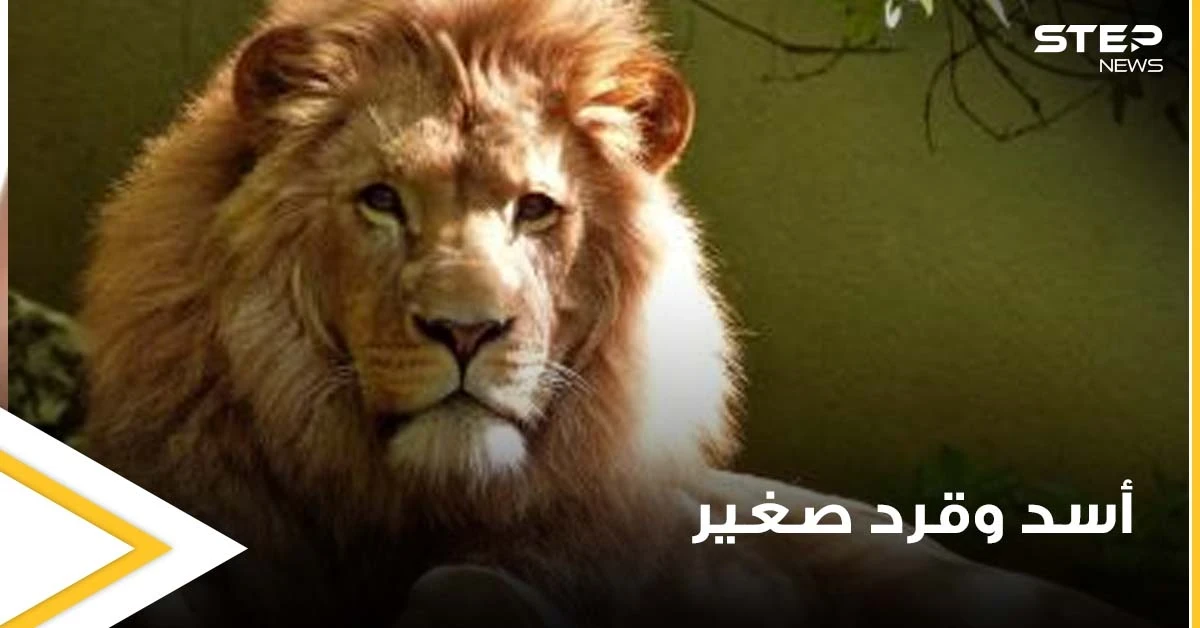 شاهد|| قرد صغير يتمسك بأمه الميتة رغم إحكام الأسد فكيه عليها