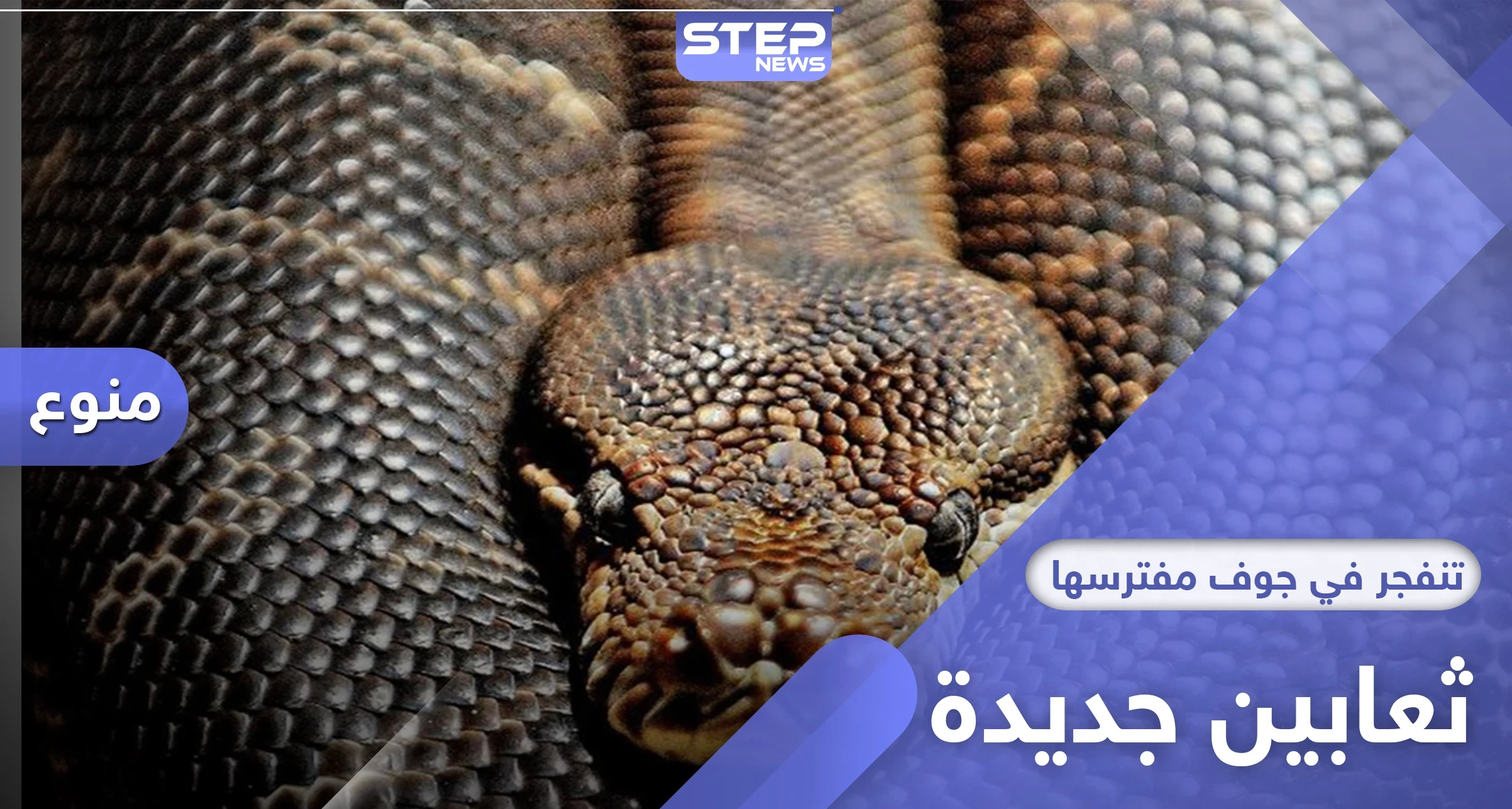 اكتشاف ثعابين تعيش في جوف مفترسها لفترة طويلة وتنفجر في أمعائه