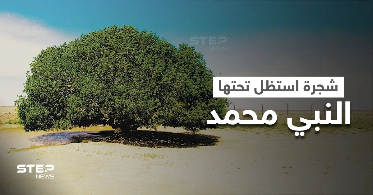 الشجرة التي استراح تحتها النبي محمد خلال رحلته إلى سوريا تُزرع بمدينة روسية