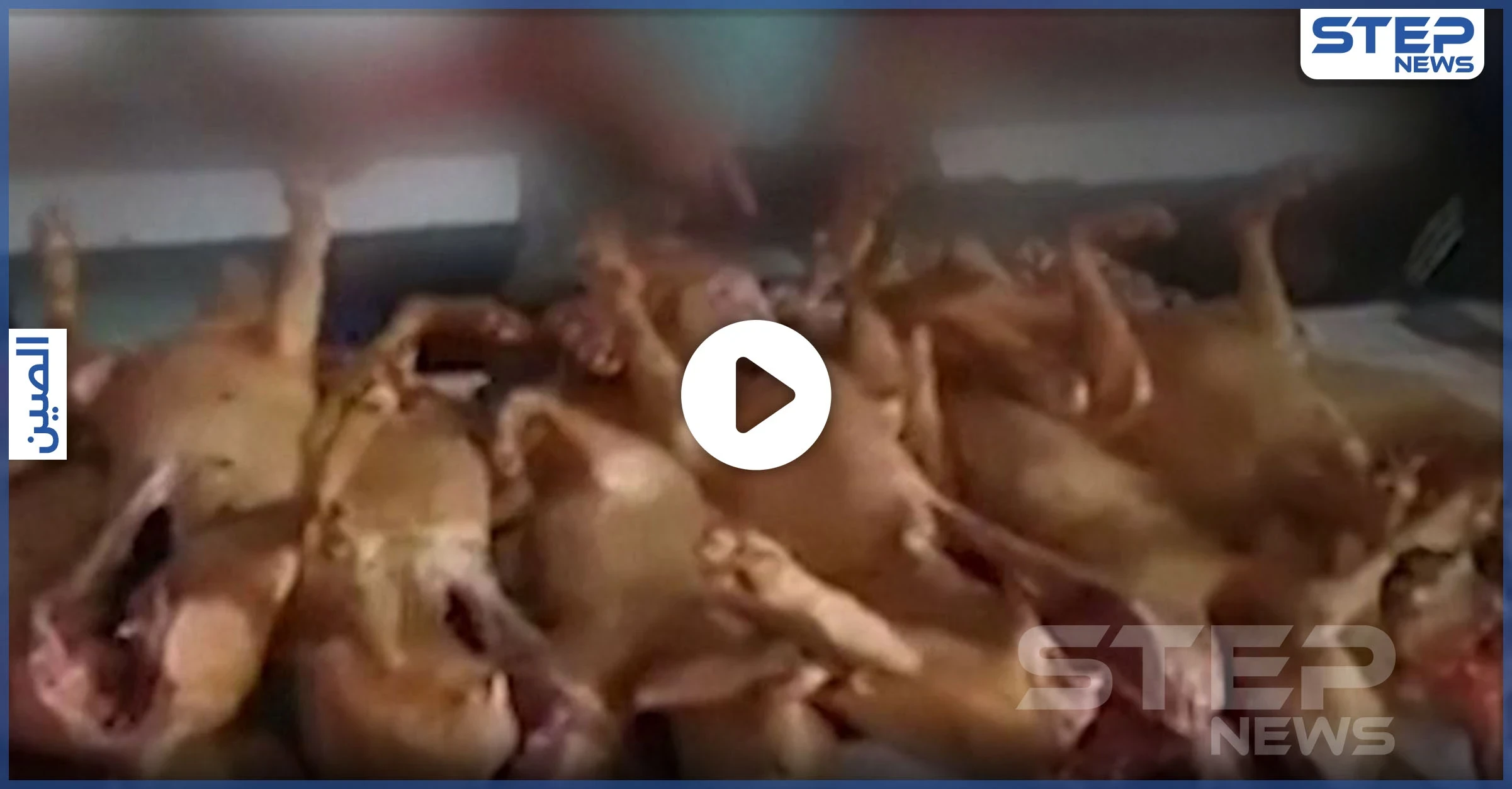 بالفيديو|| افتتاح مهرجان لبيع لحوم الكلاب في الصين رغماً عن كورونا.. والعالم يحذّر