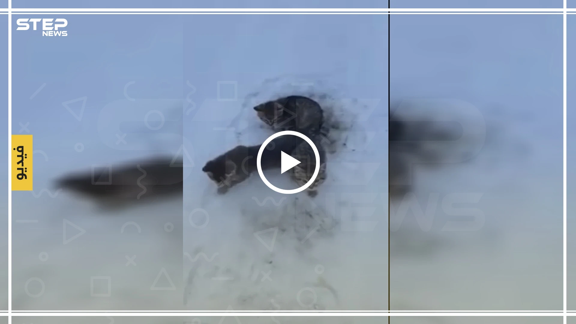 شاهد كيف أنقذ رجل ثلاث قطط مجمدة بالصقيع بكوب قهوة (فيديو)