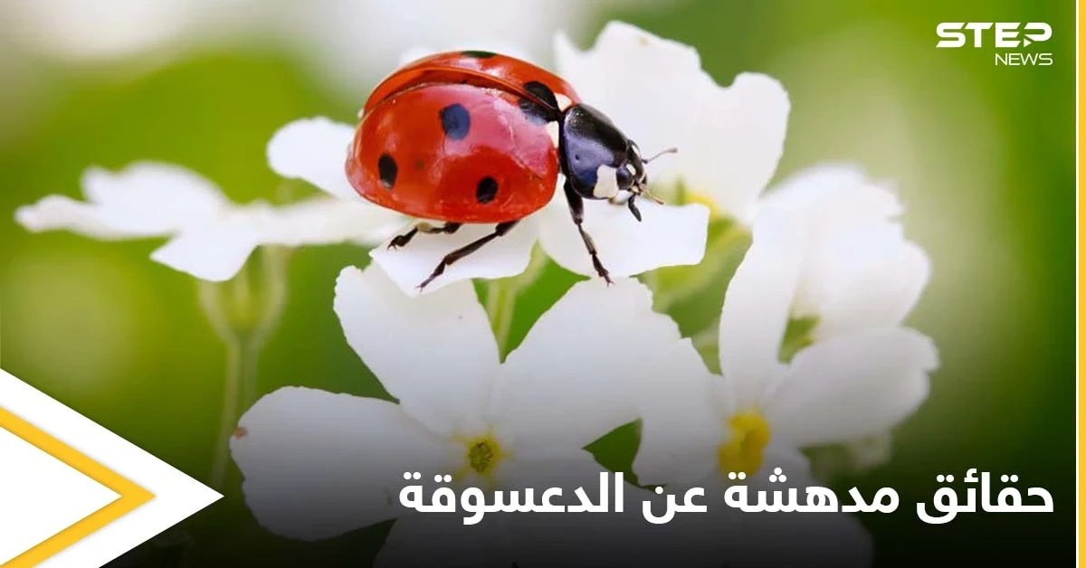 تعتبر جالبة للحظ.. دورة حياة الدعسوقة وأسلحتها الفريدة من نوعها