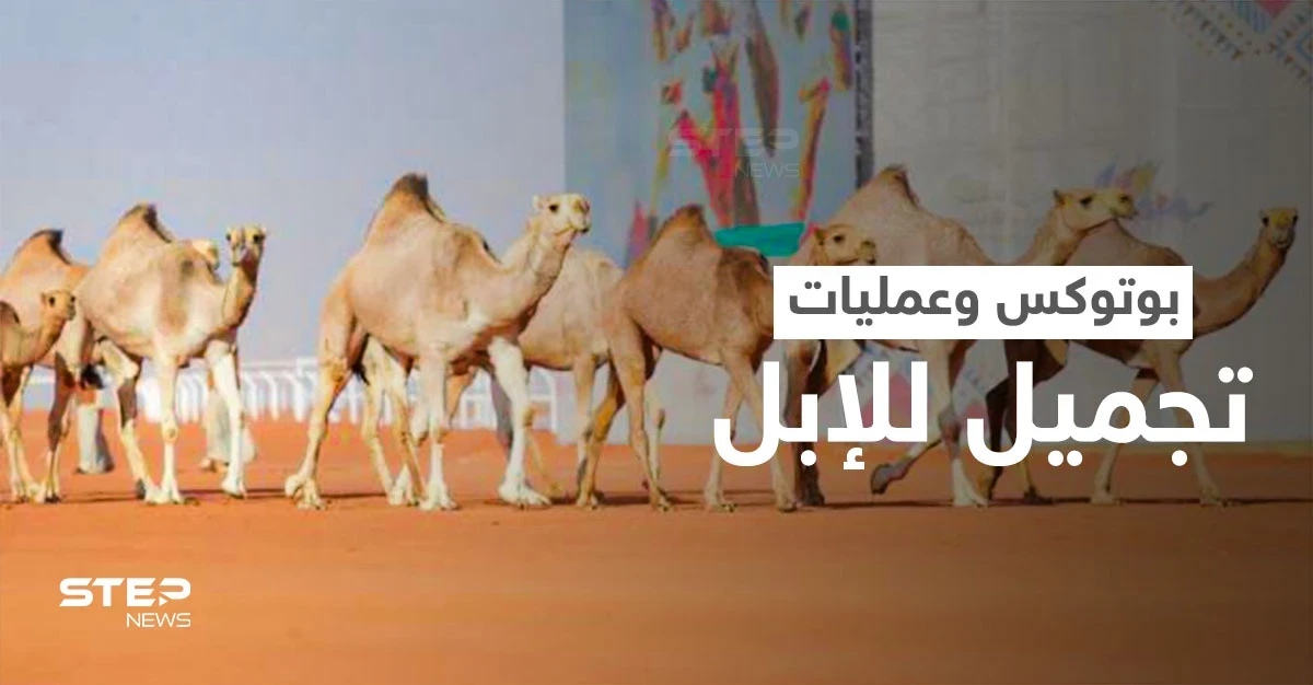 البوتوكس يتسبب بفضيحة في مهرجان الملك عبدالعزيز للإبل.. واستبعاد أكثر من 40 جمل (فيديو)