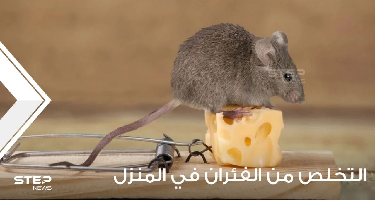 طرق التخلص من الفئران وطردها من المنزل