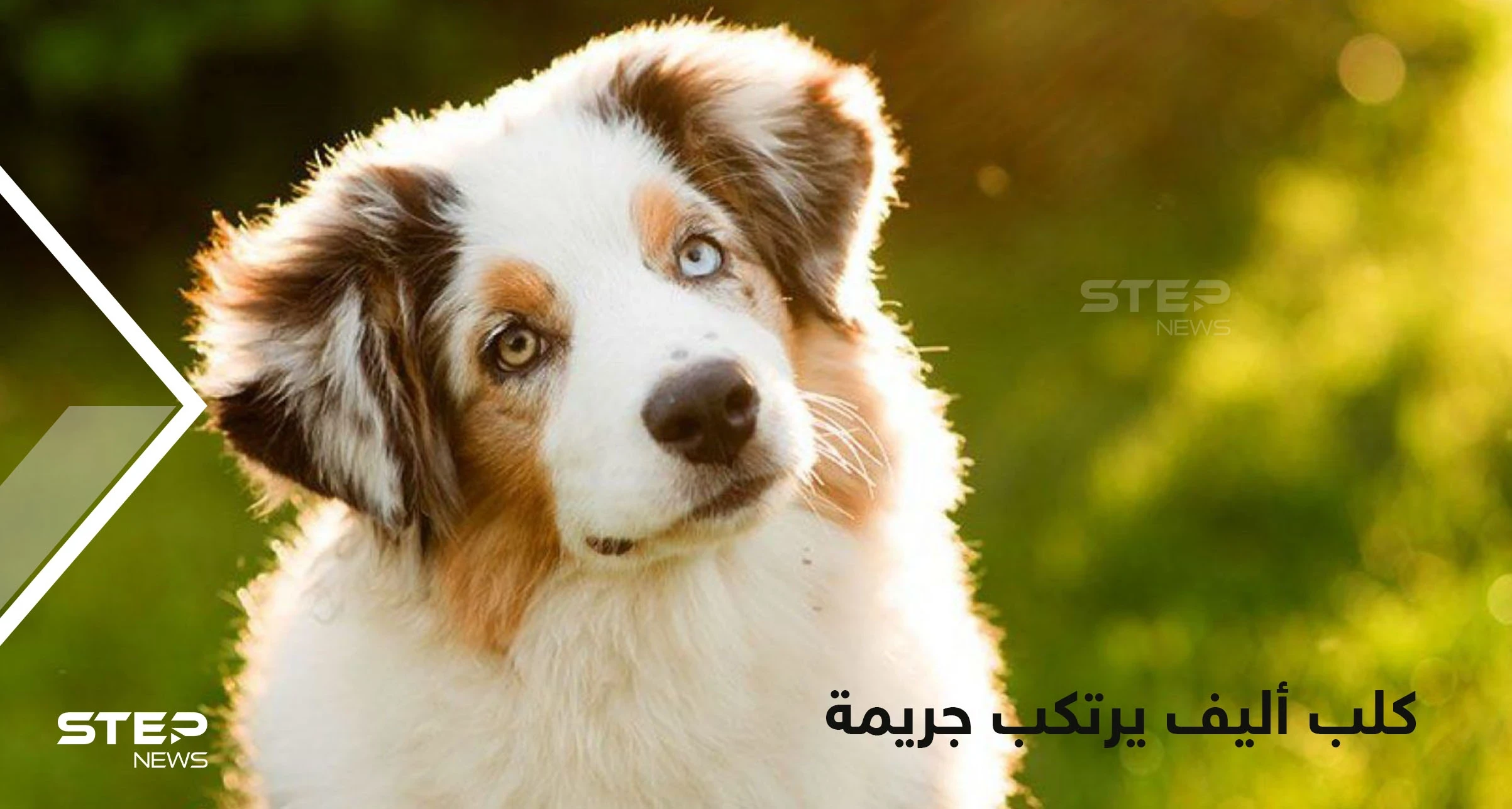 كلب يهاجم طفل رضيع حتى الموت أثناء نوم والدته بدافع الغيرة