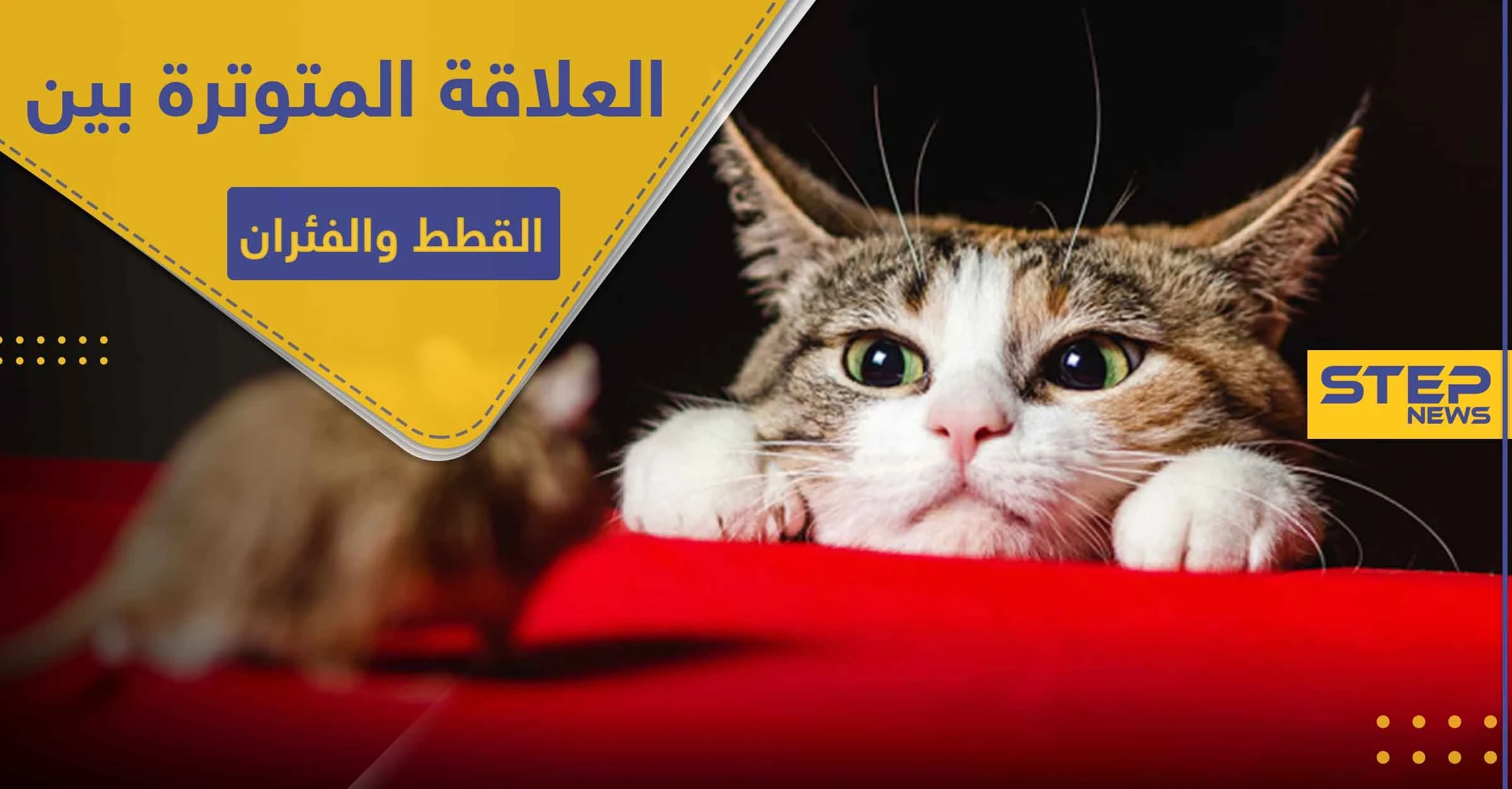 هل تسائلت عن سبب العلاقة المتوترة بين القطط والفئران .. دراسة تكشف السر