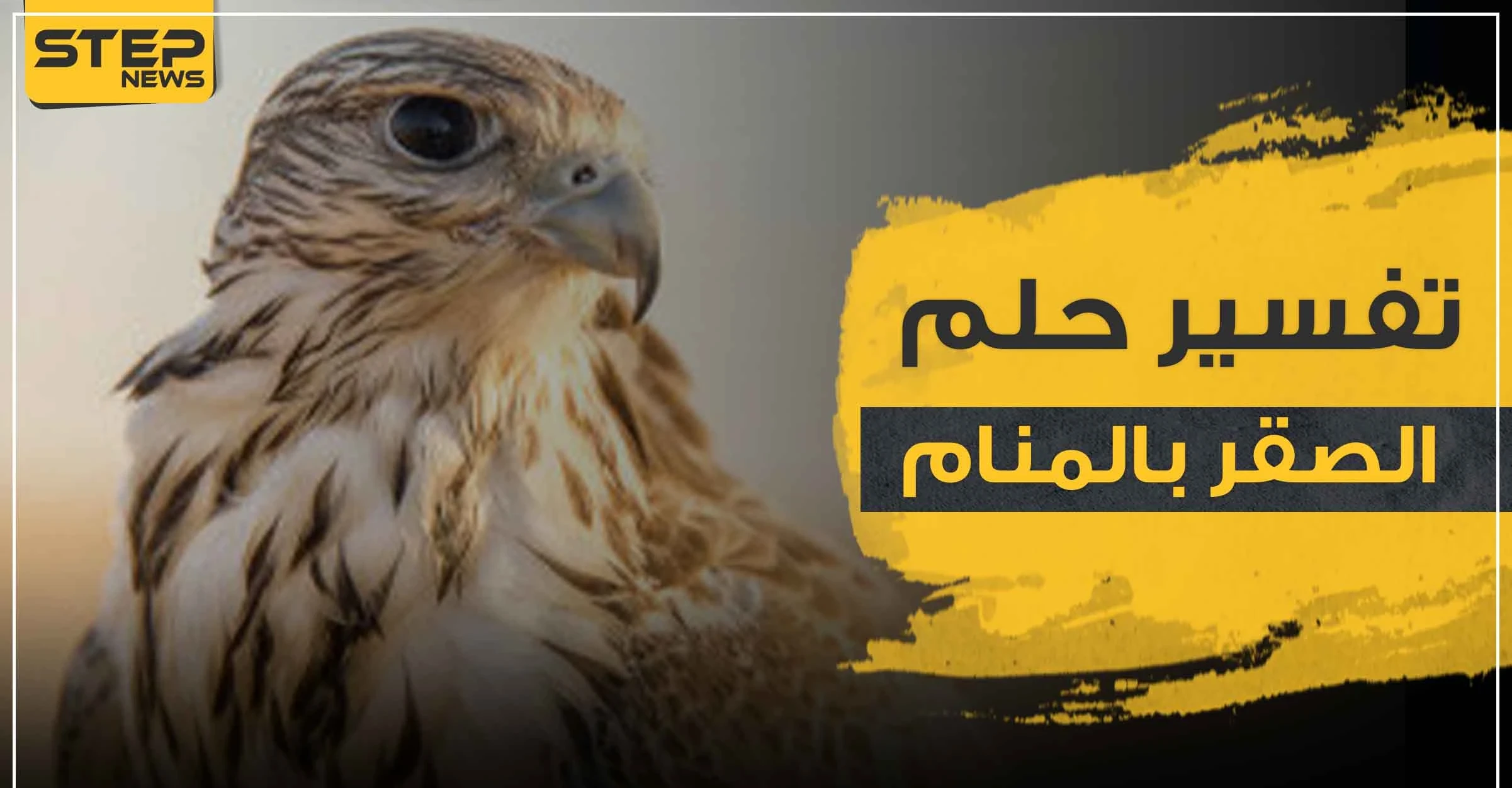 تفسير رؤية الصقر في الحلم تشير إلى عدة دلالات مهمة.. تعرف إليها