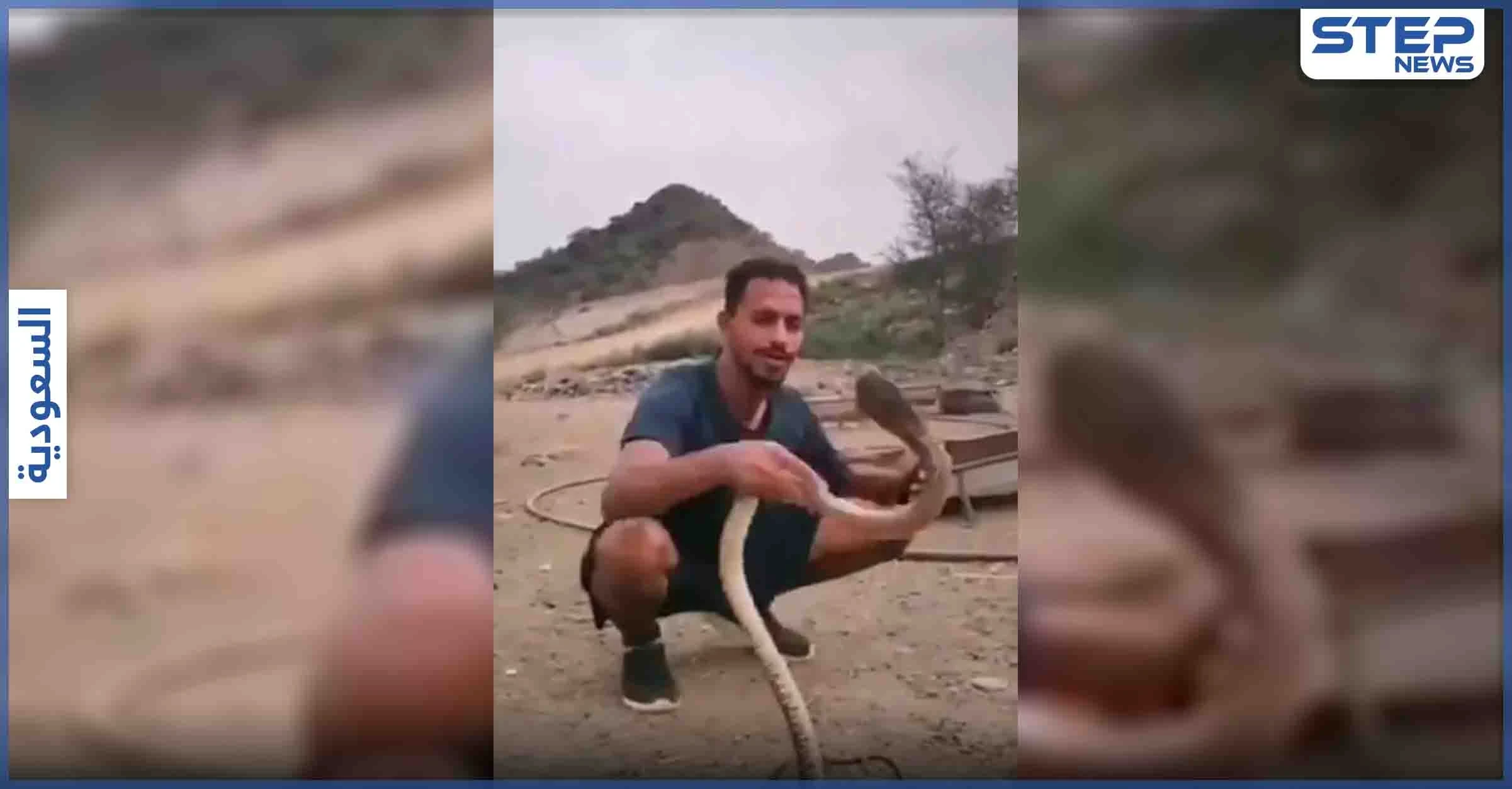 بالفيديو|| أفعى كوبرا تلدغ مروض سعودي حاول مداعبتها