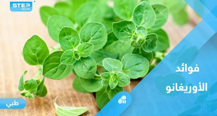 أبرزها تخليص الجسم من السموم.. فوائد مذهلة لنبات الأوريغانو تعرف عليها
