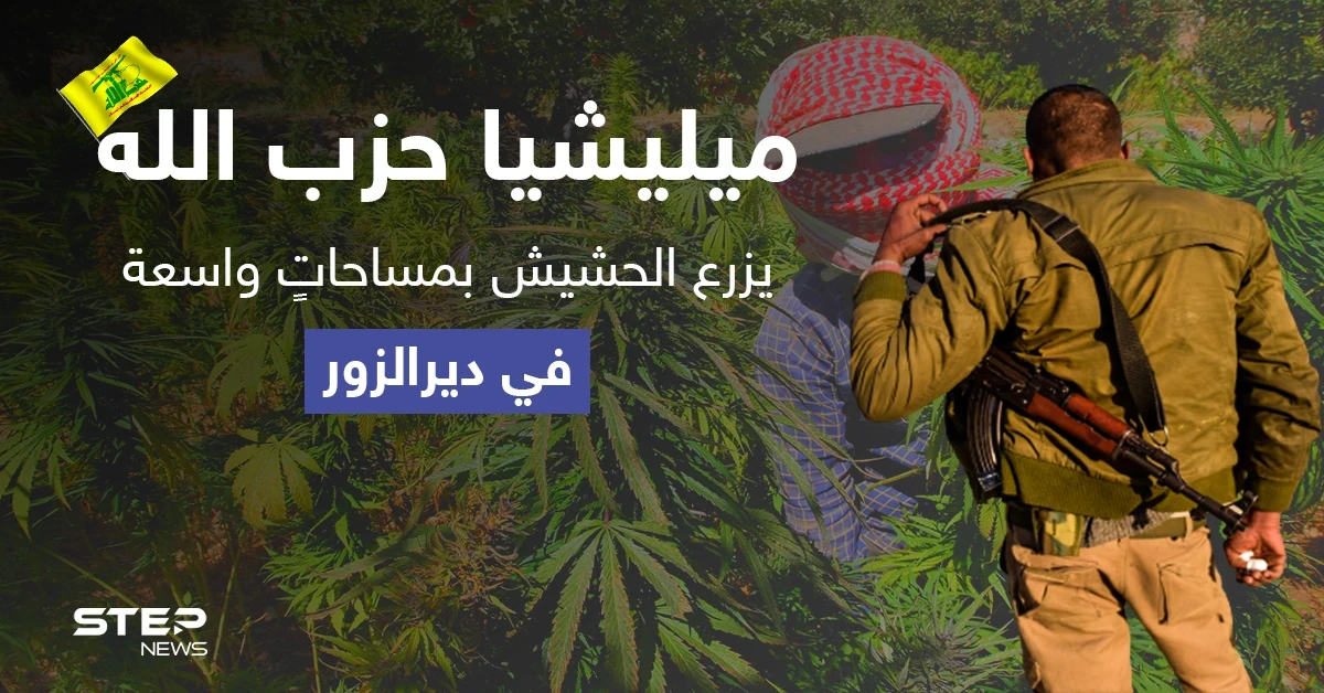 بمعاونة النظام السوري.. "حزب الله" يزرع الحشيش بمساحاتٍ واسعة في دير الزور