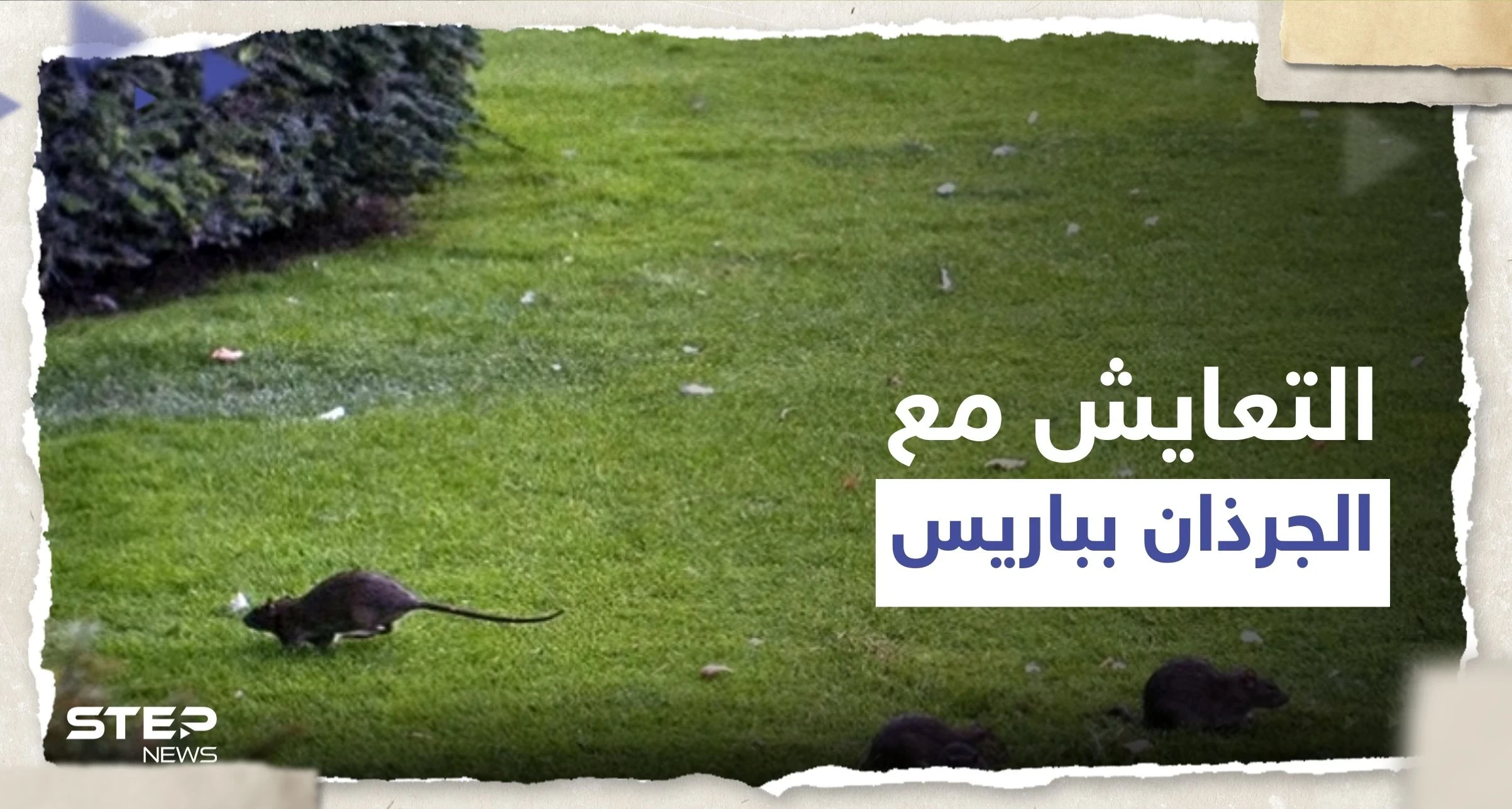 طلب "غريب" من سلطات باريس للمواطنين بالمدينة بعد أن غزتها الجرذان