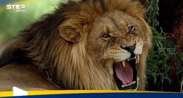 أسد يفترس مربيه في النجف العراقية (فيديو)