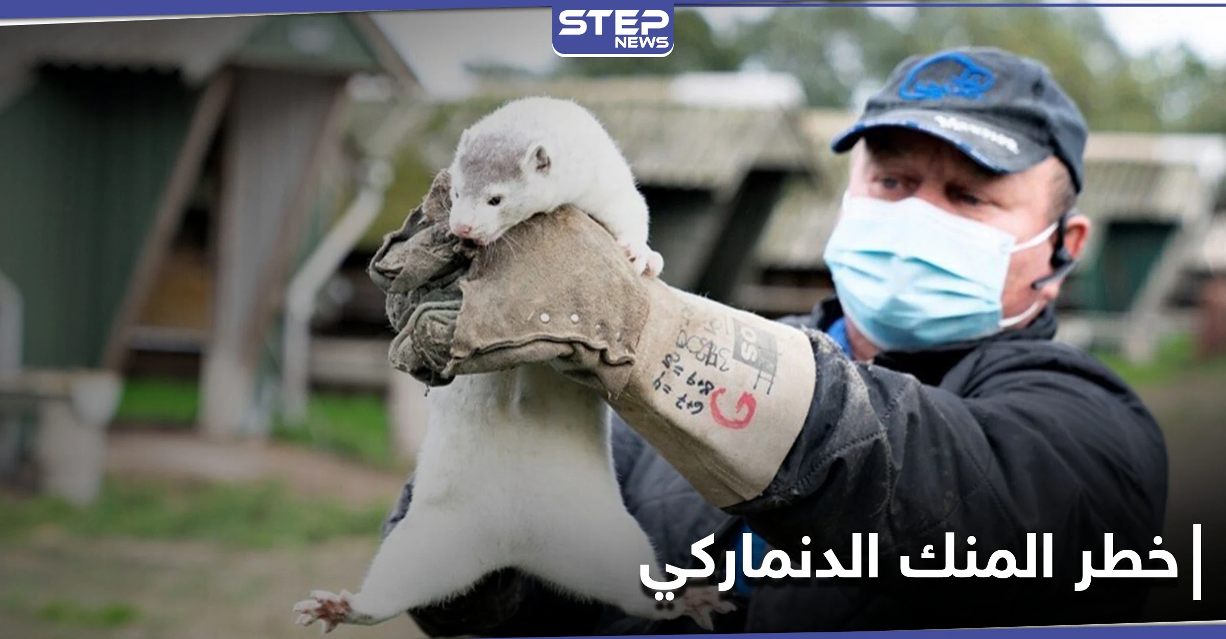 ظهور فيروس تاجي متحور في حيوان المنك الدنماركي وأكثر من 200 إصابة بشرية (صور)