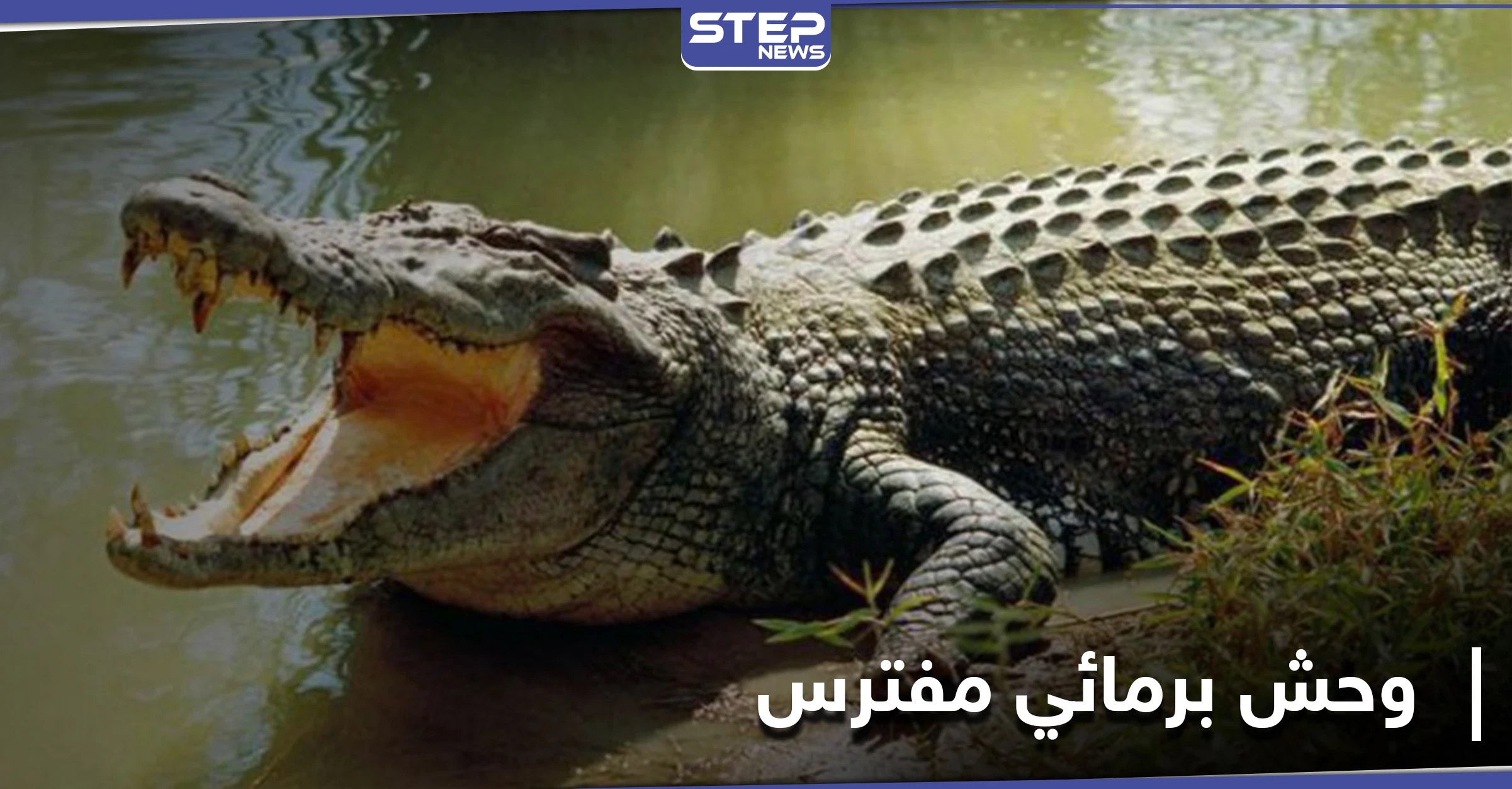 الضحية الثالثة خلال شهر... أستراليا تبدأ عملية "قتل وتشريح" تماسيح عقب اختفاء صياد