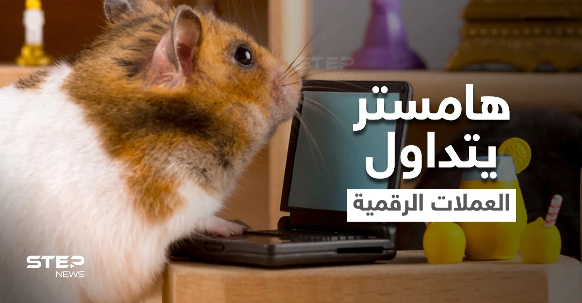 بالفيديو|| تعرف على الهامستر الذي أذهل العالم بتفوقه على البشر في تداول العملات الرقمية.. مالكه يكشف الأسرار بعد وفاته