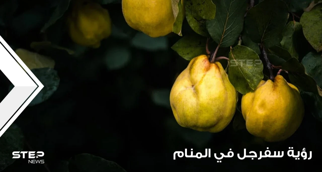 رؤية السفرجل في المنام وقطافها وجمعها وعصرها عند المعبرين