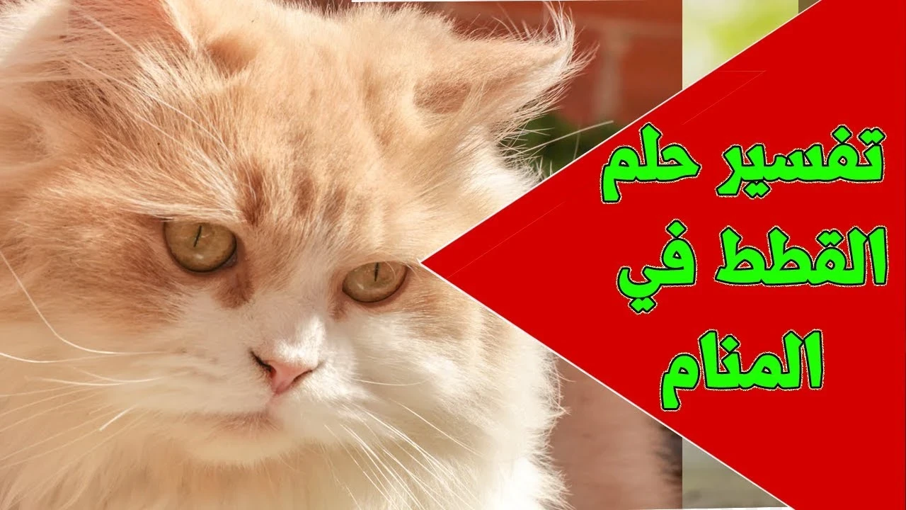 تفسير رؤيه القطط في المنام