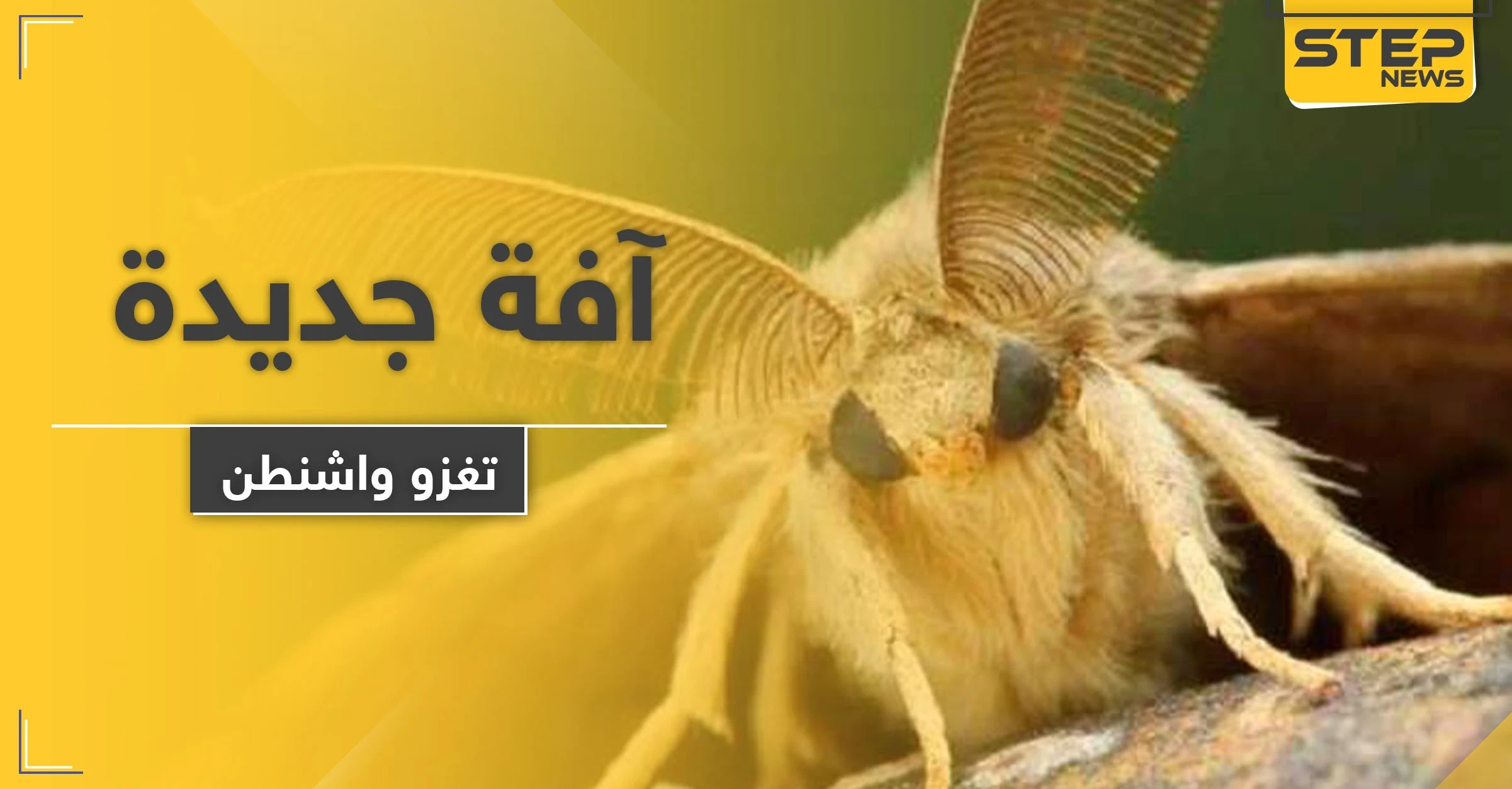 بعد كورونا والدبابير القاتلة.. آفة جديدة تهاجم واشنطن