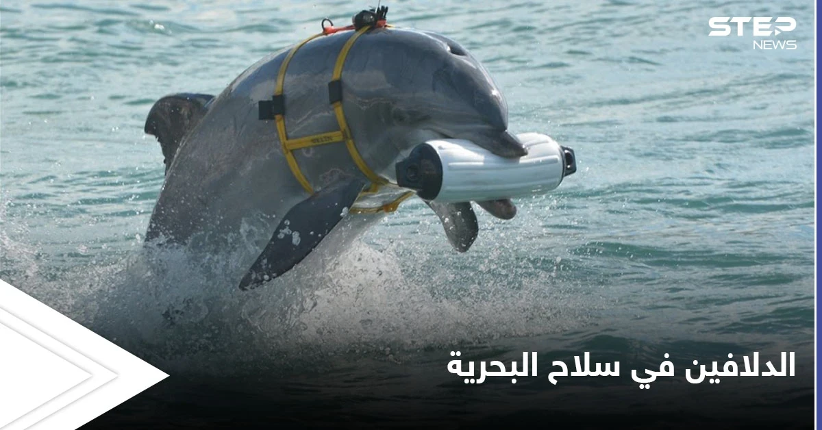 تجنيد الدلافين في سلاح البحرية.. من أغرب المشاريع السرية في أمريكا