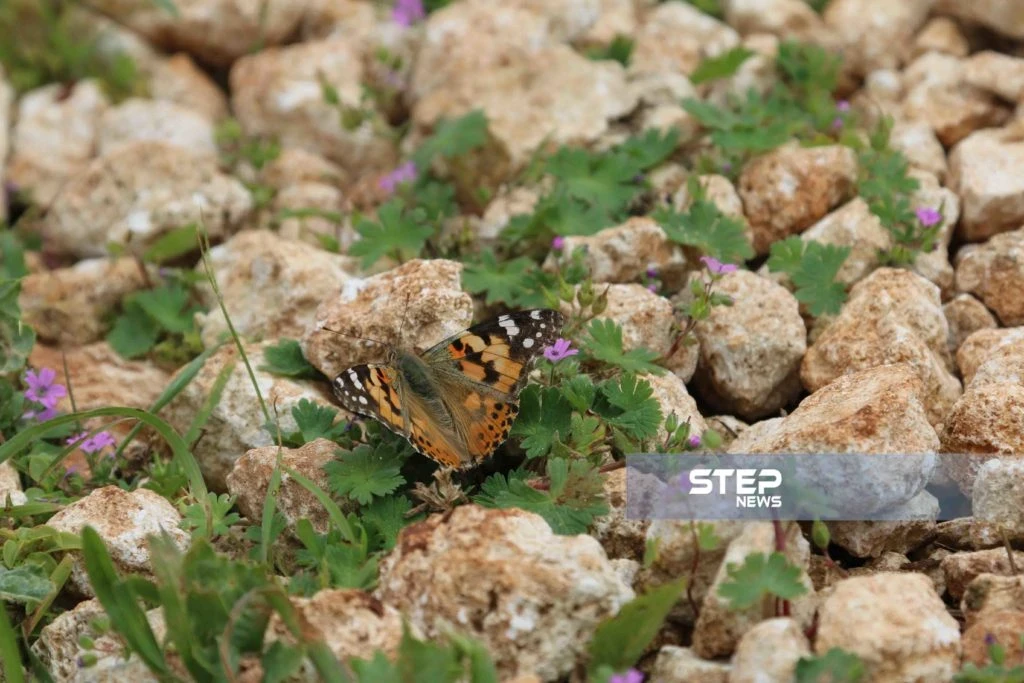 موجز أخبار الوضع السوري ليوم الجمعة 05-04-2019