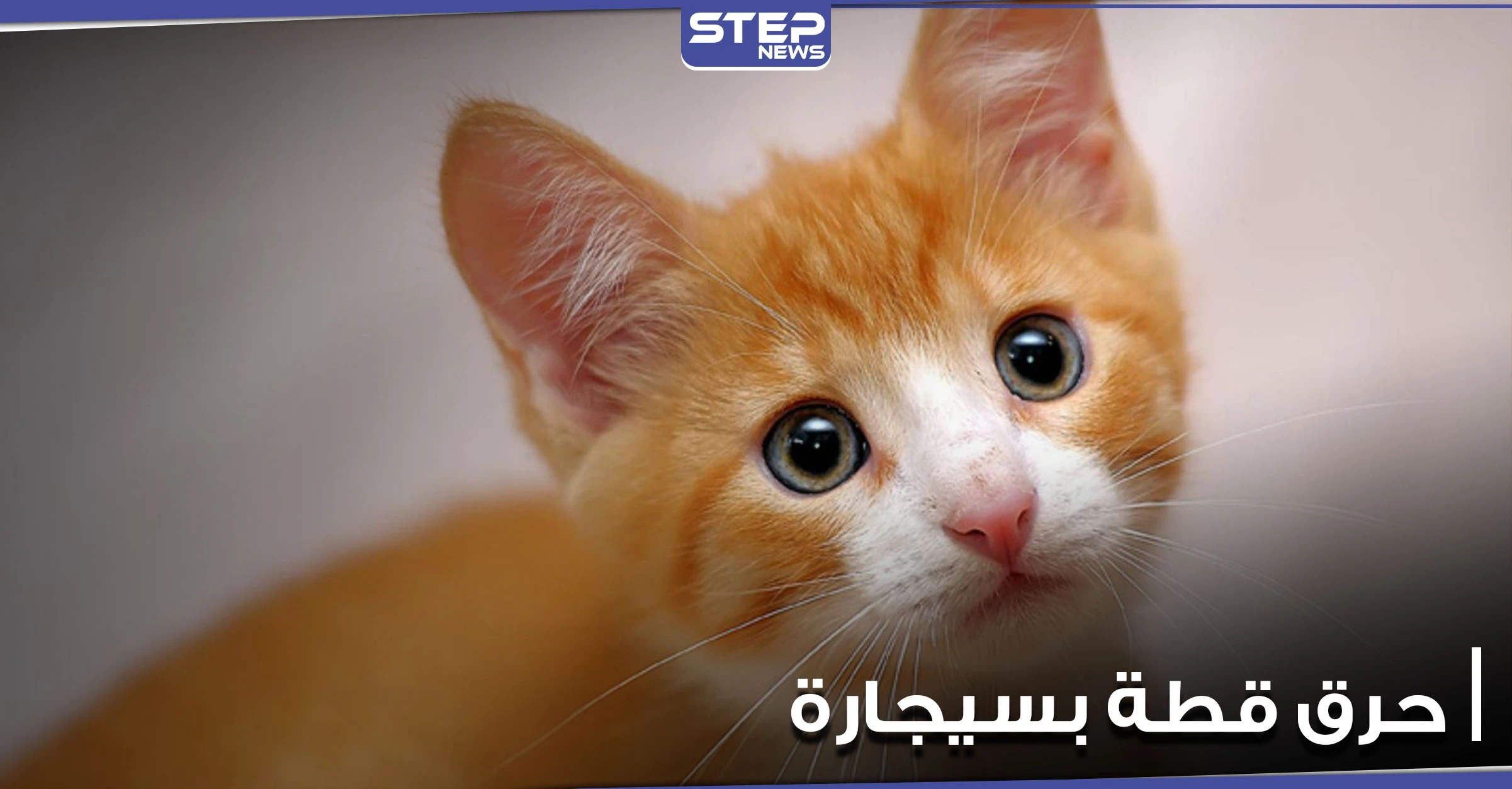بالفيديو|| شاب يقوم بحرق قط بسيجارته وهو يضحك وآخر يركله بقدمه.. وأصوات تنادي بمحاسبتهما