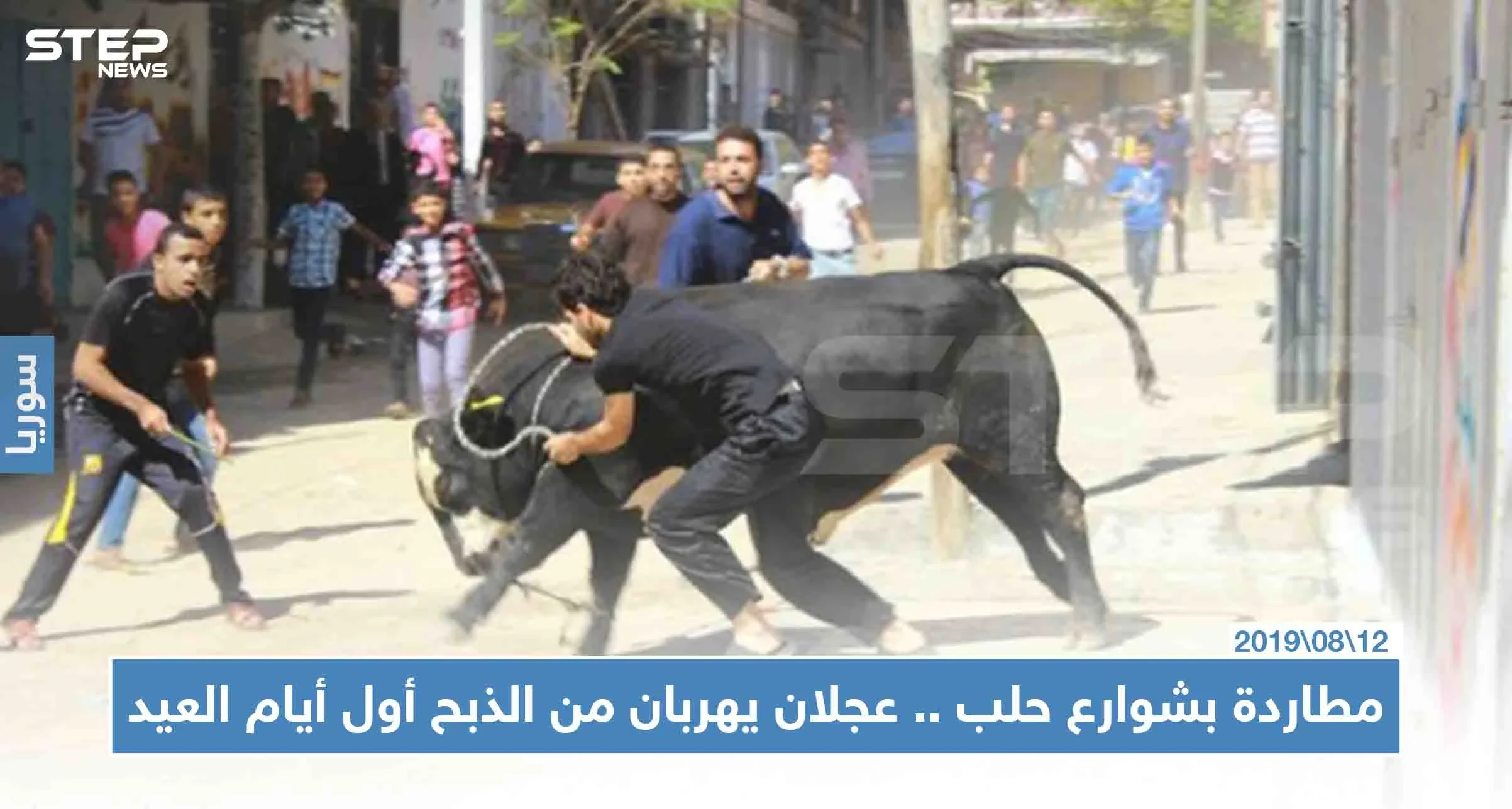 مطاردة محتدمة بشوارع حلب.. عجلان يهربان من الذبح أول أيام العيد