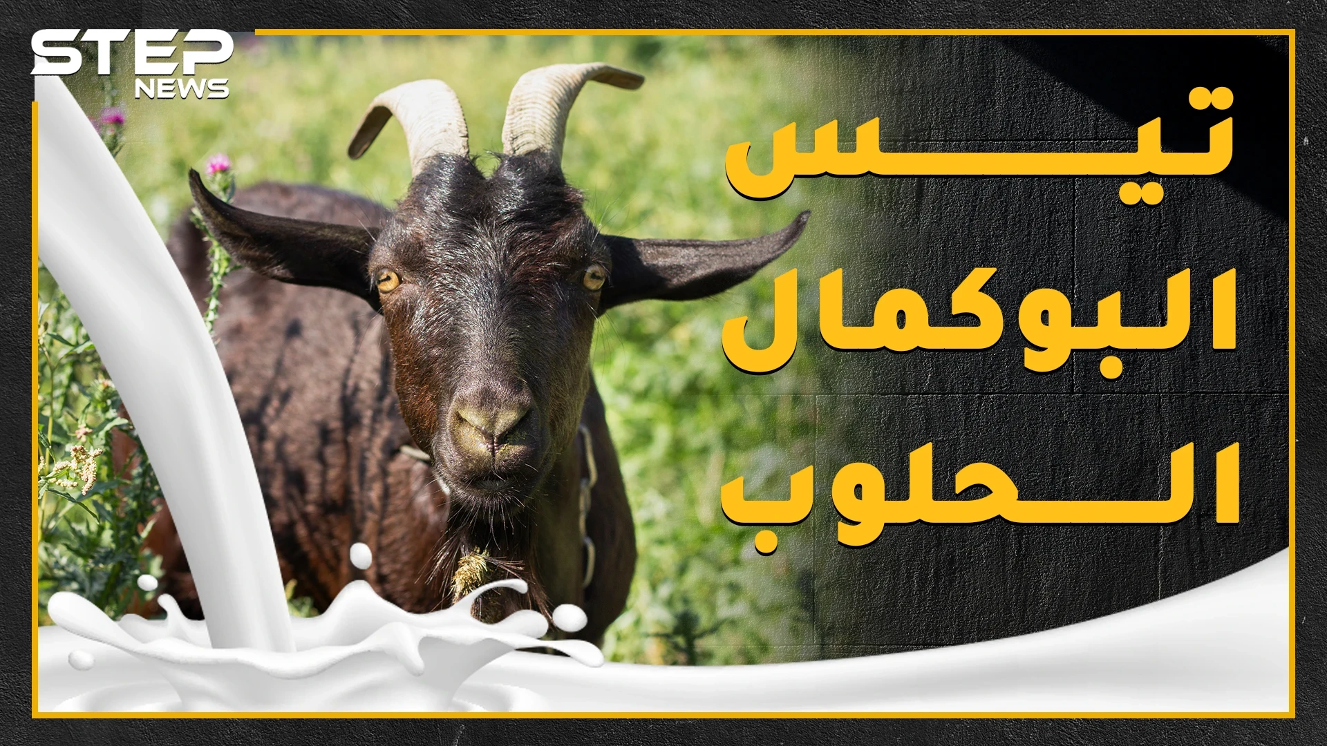 "تيس البوكمال الحلوب" سمعته عجزت عنها مشافي سوريا وامتلك هوية وبيان عائلي، ماذا تعرف عن حليب التيس المعجزة!؟