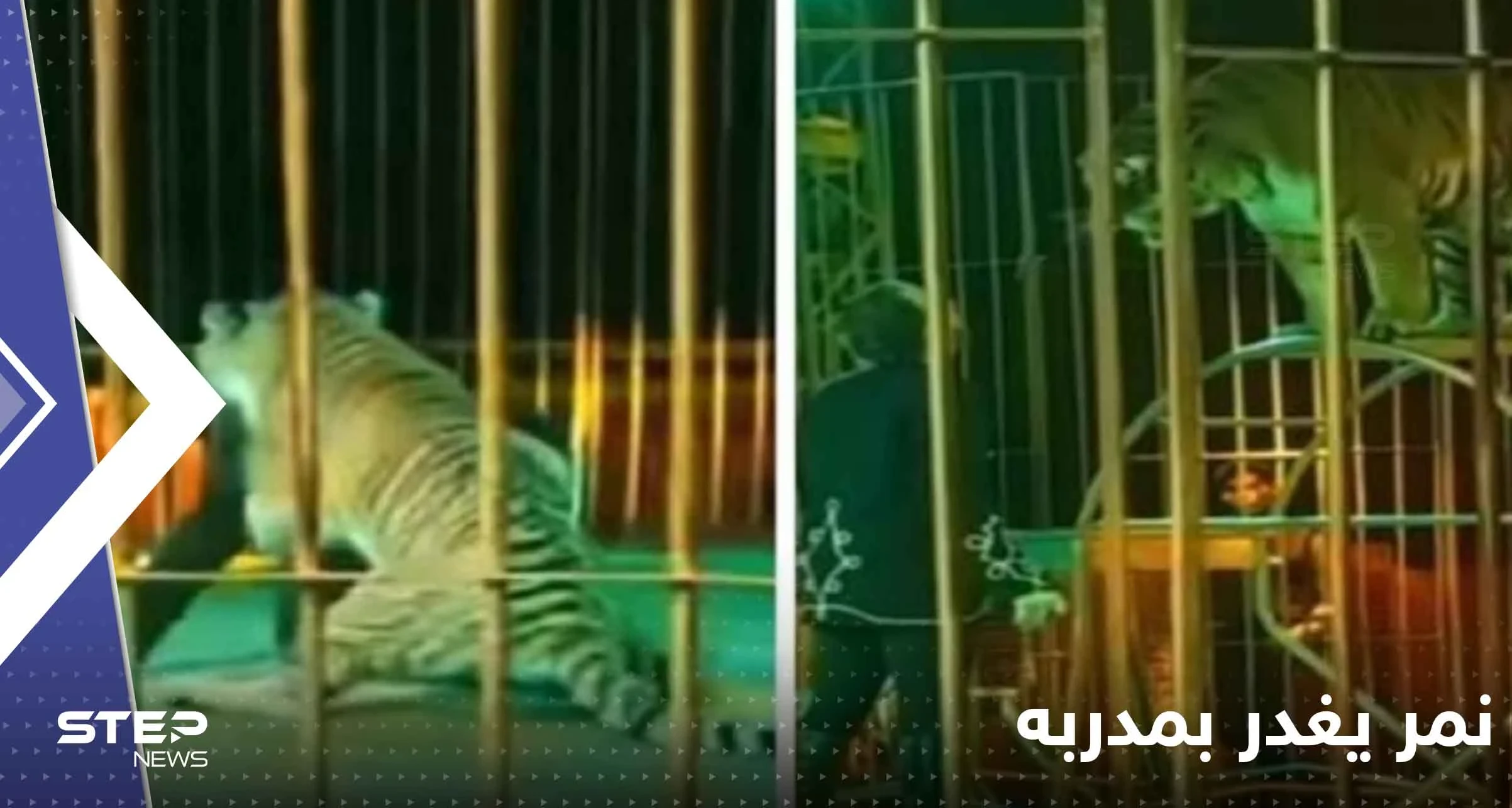 شاهد|| نمر يغدر بمدربه في عرض مباشر وسط ذهول الجماهير