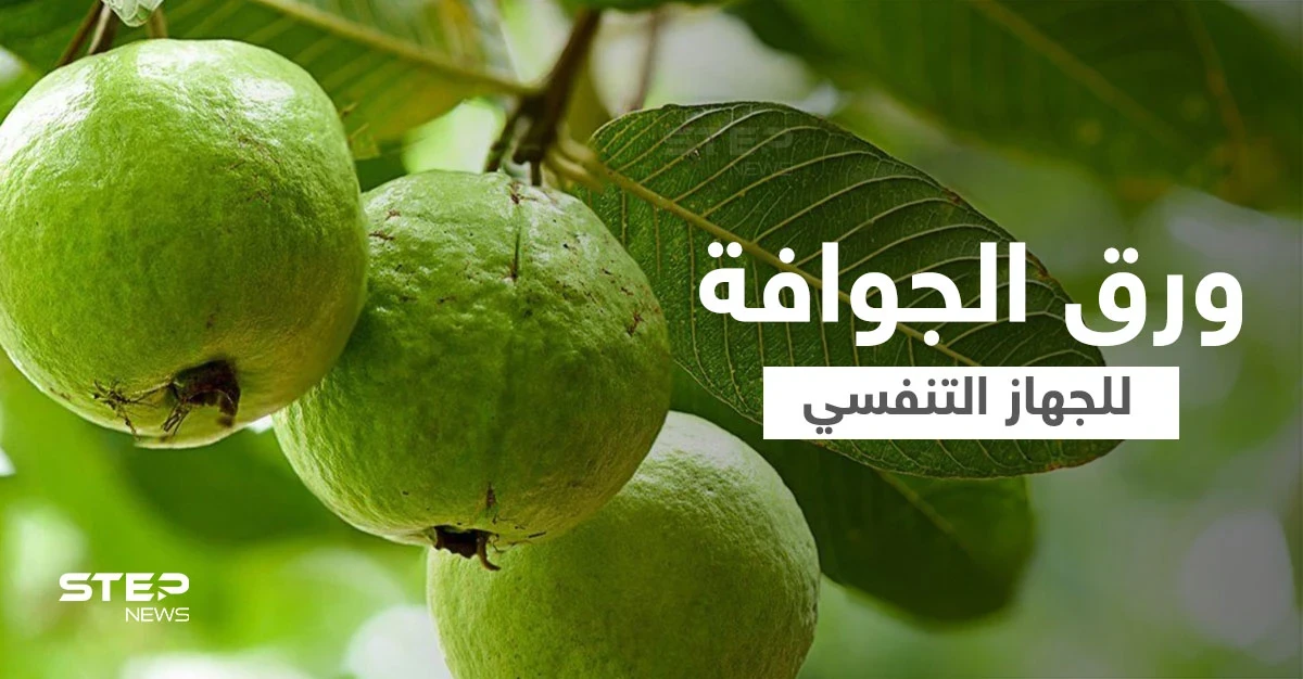 فوائد ورق الجوافة للجهاز التنفسي وعلاج أعراض الإنفلونزا إليك أهم المعلومات