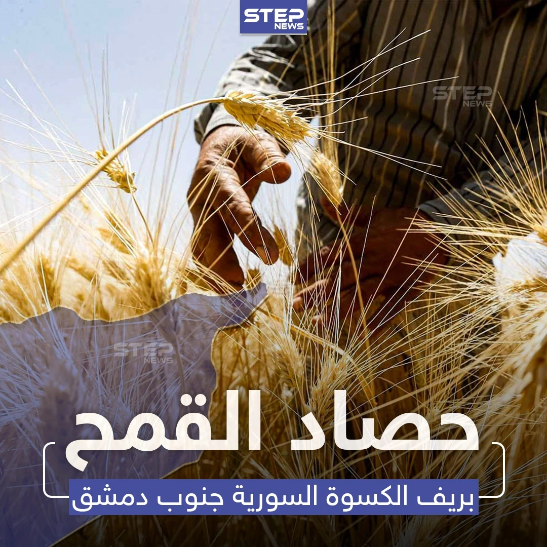 بدء موسم حصاد القمح بريف الكسوة جنوب دمشق