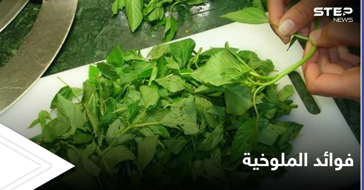 أوراق الملوخية.. فوائد ومحظورات صحية
