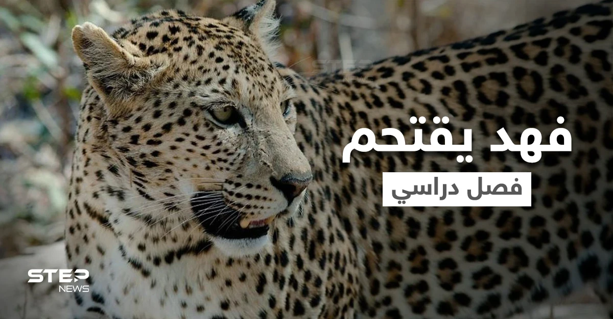بالفيديو|| بطريقة متوحشة فهد يقتحم فصل دراسي ويكشر عن أنيابه ويثير الذعر بين الطلاب ويصيب أحدهم بجروح