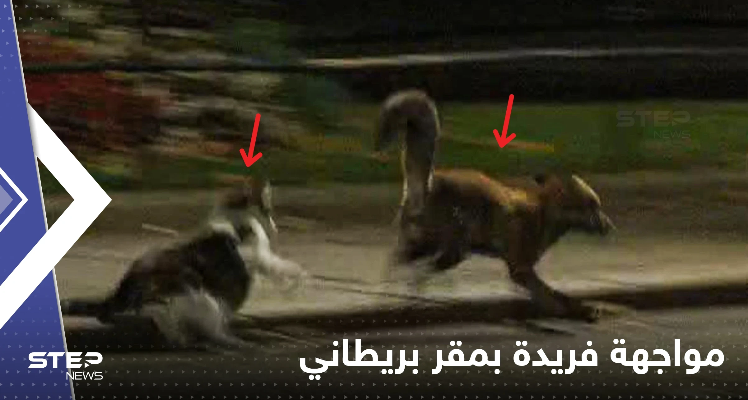 قط وثعلب.. مقر حكومة بريطانيا يشهد مواجهة فريدة من نوعها