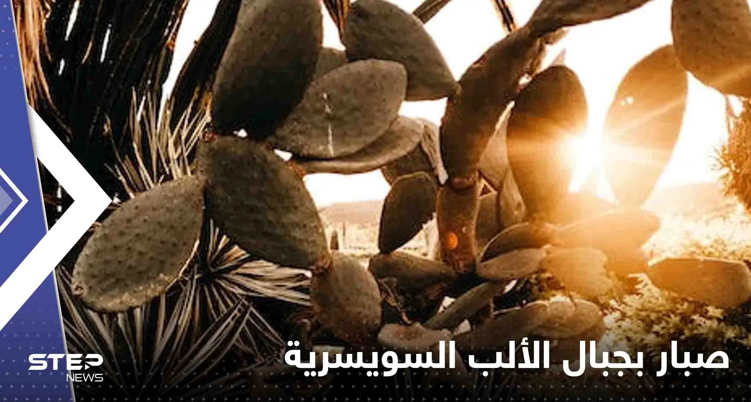 صحيفة: العثور على نبتة تنذر بكارثة مناخية على جبال الألب السويسرية