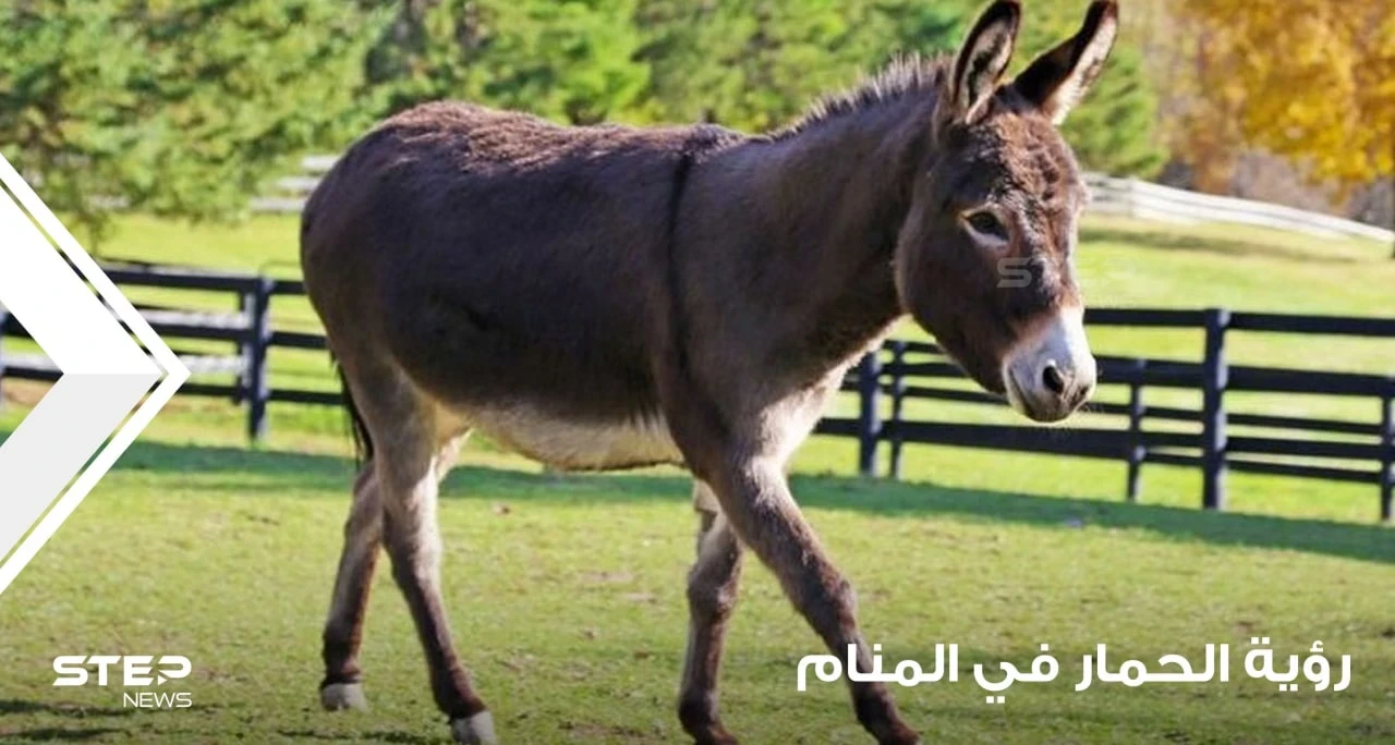 رؤية حمار في المنام ودلالة تغير أحواله في المنام عند المعبرين