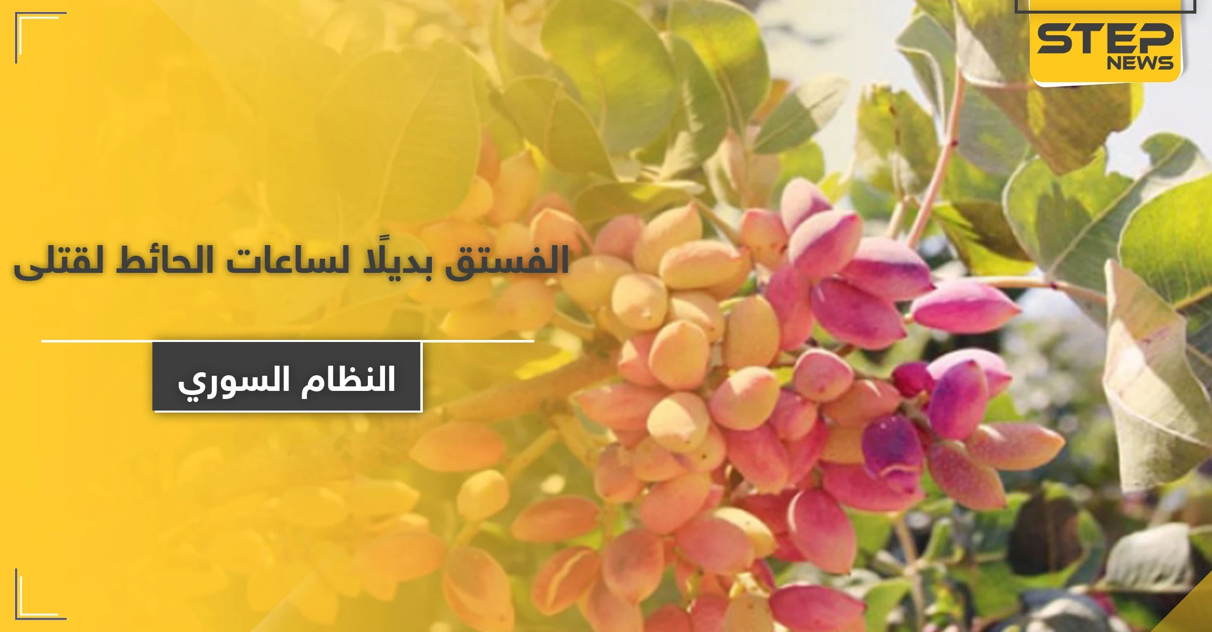 النظام السوري يستولي على محاصيل الفستق الحلبي بـ كفرزيتا وجنوبي إدلب.. مليارات الليرات ستذهب لأسر قتلاه!