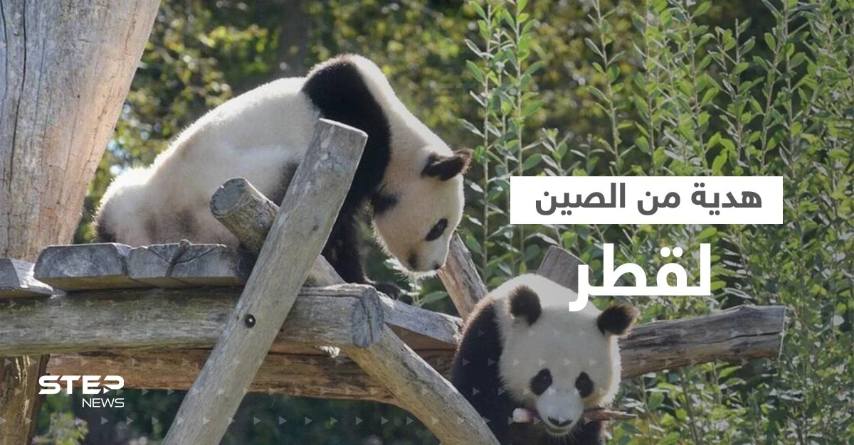 بالفيديو|| هدية فريدة من نوعها تقدمها الصين لقطر بمناسبة كأس العالم