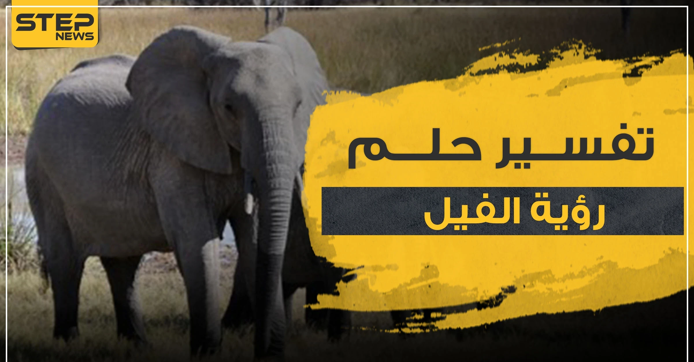 تفسير حلم الفيل بأكثر من 3 رواية وبعدة مواضع